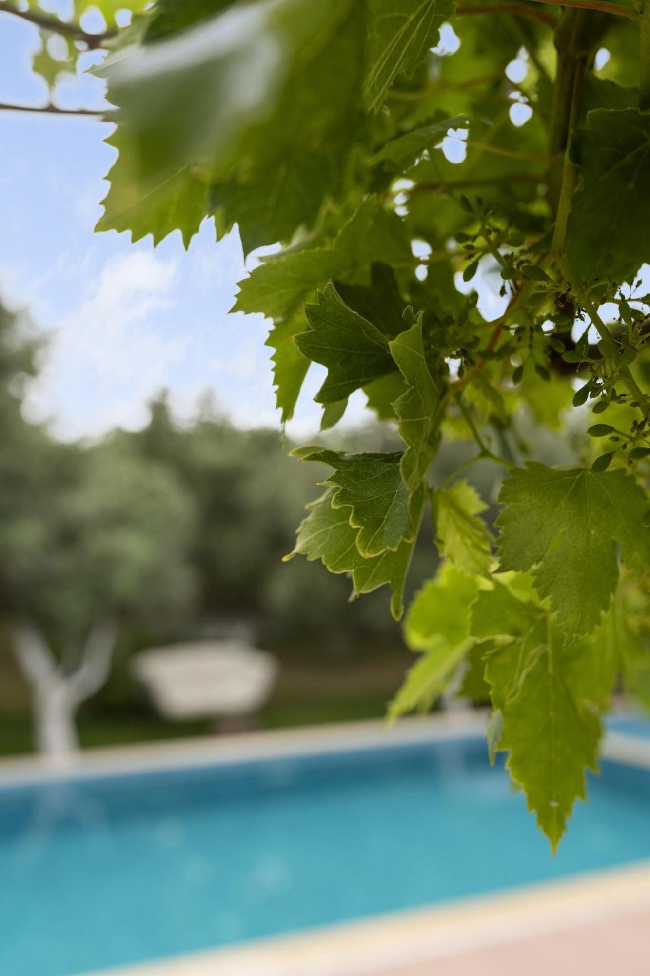 Grape Datca Hotel Kızlanköy Exterior foto